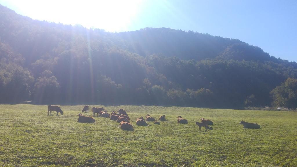 Francini *